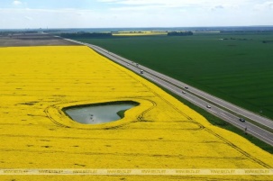 Брестчанам разъяснили, в каких случаях за фото в рапсовом поле грозит штраф в 30 базовых