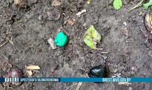 В Бресте сотрудниками наркоконтроля задержан несовершеннолетний закладчик