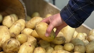 В Беларуси заметно выросли продажи картофеля
