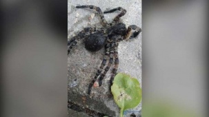 В дикой природе Беларуси заметили тарантула – чего ждать от укуса