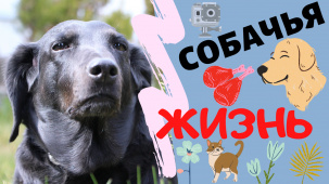 В Бресте сняли короткометражный фильм о судьбе 12-летней собаки