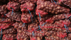 Правительство снова ввело лицензирование экспорта картофеля