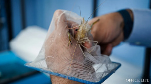 «Вложил больше миллиона рублей». Как под Ляховичами выращивают белорусских креветок