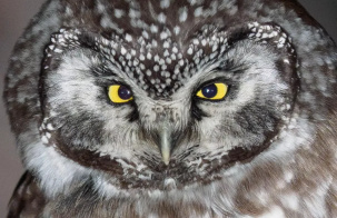 Красная книга Беларуси пополнилась новыми видами животных и растений