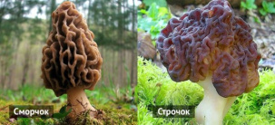 На заметку грибнику о весенних грибах