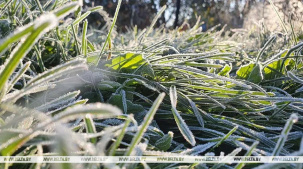 В Беларуси объявлено штормовое предупреждение из-за заморозков