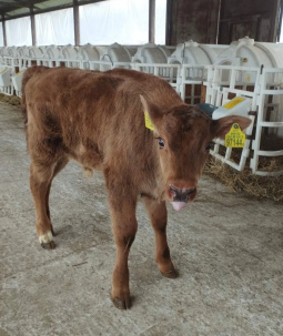 На ферме в Витебской области корова родила телят от зубра