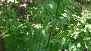 В Беловежской пуще намерены восстановить утраченную популяцию редкой валерианы двудомной