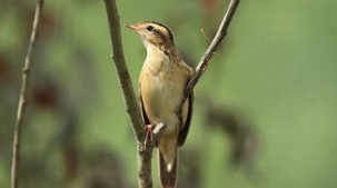 В Беловежской пуще проводят учет краснокнижной вертлявой камышевки