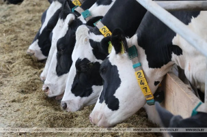 Корова должна стоять во дворце, она народ кормит: Лукашенко об условиях содержания КРС