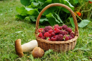 Сезон сбора ягод и грибов в самом разгаре: нужно ли платить налог