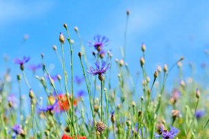 Белорусов штрафуют за фото с васильками – так ли это, объяснили в милиции