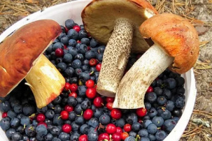 Дары природы: как продавать ягоды и грибы законно