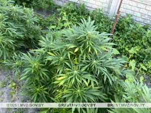 Брестчанин дома и на приусадебном участке выращивал коноплю