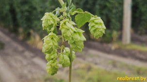 Хмель, который выращивают в Малоритском районе