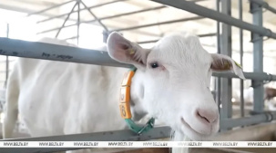 Ученые планируют вывести белорусскую породу коз