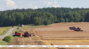 Лукашенко об уборочной кампании: надо ускоряться, чего бы ни стоило. Урожай должен быть хороший