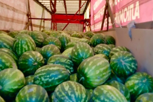 В Беларуси может случиться дефицит арбузов – что происходит