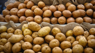 Фермер: торговые сети сами не брали хорошую картошку
