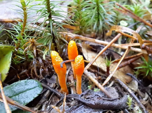 В Беловежской пуще нашли редкий и необычный гриб кордицепс военный