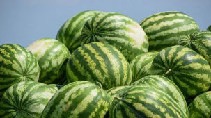 Кто и сколько зарабатывает на экспорте арбузов
