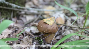 "Грибные выходные" планируют провести в Беловежской пуще