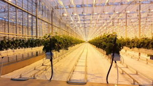 Лукашенко предлагает Китаю строить в Беларуси тепличные комплексы