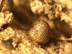 В Беловежской пуще найден новый для мировой науки вид миксомицета, который назвали Lycogala persicum