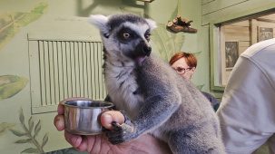 Лемуротерапия завирусилась в Tik Tok