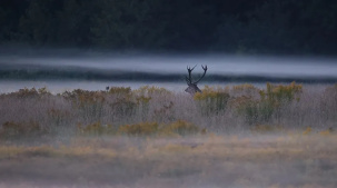 Леса Беловежской пущи наполнились ревом оленей. Ученые рассказали о поведении копытных в эту пору