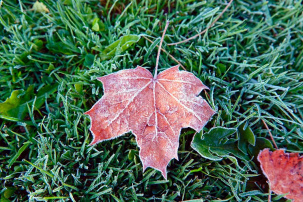 Синоптики на ближайшие дни объявили в Беларуси заморозки