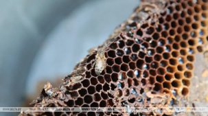 От бортничества до рамочного пчеловодства. Выставка "Сладкое золото" откроется в брестском музее