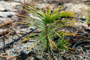 Более 1 млн деревьев высадят в Брестской области во время акции «Дай лесу новае жыццё!»