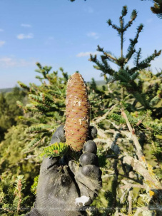 Редкое реликтовое растение произрастает в Беловежской пуще. Запрещено собирать семена!