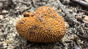 Ученые обнаружили новый для Беловежской пущи вид гриба