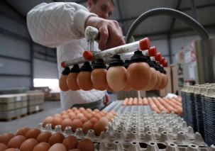 Белстат: производство яиц выросло в Беларуси на 5%