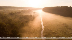 Нацпарку "Беловежская пуща" передали под охрану места произрастания редких растений