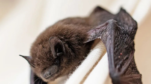 Спасти, нельзя выбросить. Ученый о случае с летучими мышами под окнами многоэтажки в Бресте