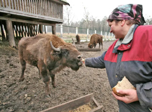 В Беловежской пуще начали сезон подкормки животных. Что в меню?