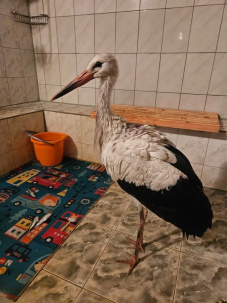 В Бресте из желудка аиста извлекли килограмм земли и камней. Как они там оказались?