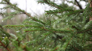 В Бресте преобразованы два заказника местного значения
