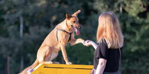 Белорусских школьников будут учить обращаться с животными