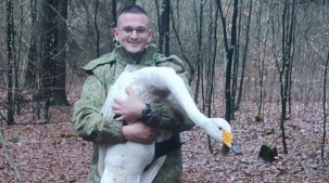 Отделался легким испугом. В Беловежской пуще лебедь-кликун столкнулся с электропроводами