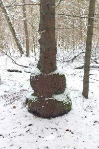 В нацпарке «Беловежская пуща» растет уникальная 22-метровая ель-матрешка