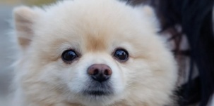 В Беларуси запустили сервис поиска потерявшихся домашних животных