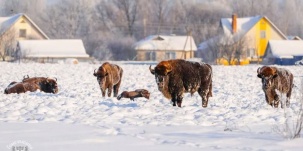 Зубры пришли к деревне на Полесье. Специалисты советуют держаться от «гостей» на расстоянии