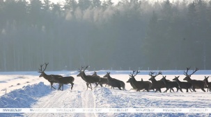 "Между тобой и оленем нет ни забора, ни границ". Что такое сафари по-белорусски?