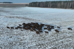 Благодаря заботам людей зубры из Беловежской пущи практически не наносят ущерба озимым посевам