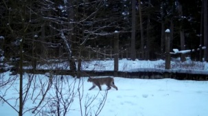 Две рыси попали в объектив камеры в Беловежской пуще. Чем кадры полезны ученым?