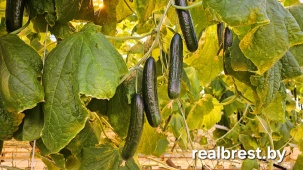 Теплицы пятого поколения с внедрением искусственного интеллекта построят под Брестом